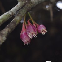 Medinilla fuchsioides Gardner